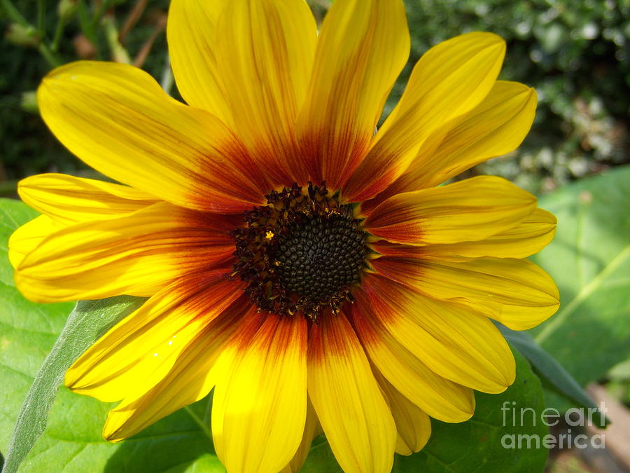 Nature Photograph - Sunflower by Loreta Mickiene