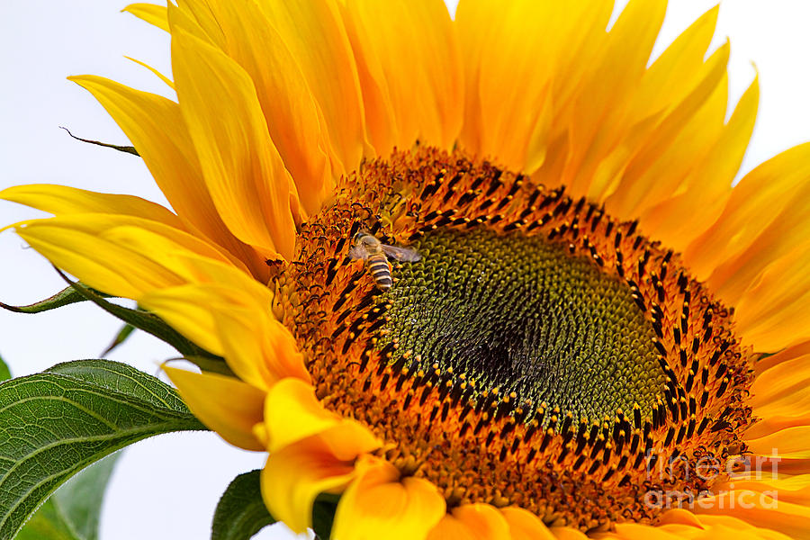 Sunflower Photograph by Louise Heusinkveld