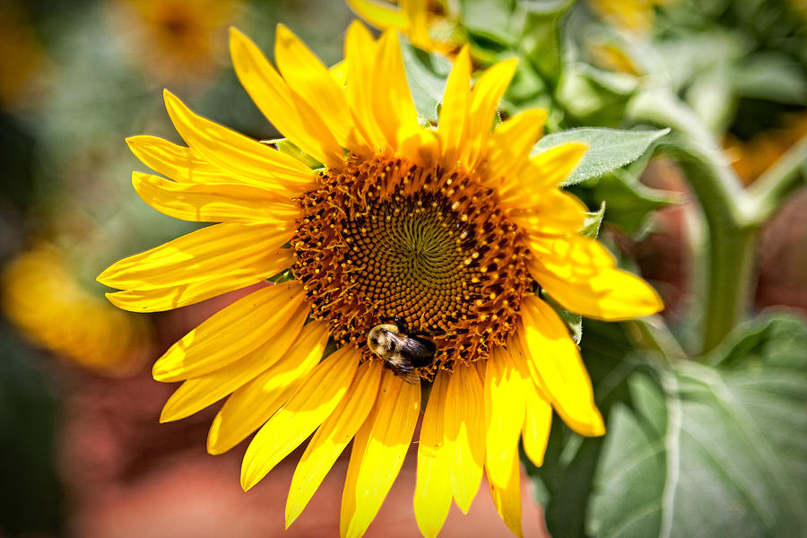 Sunflower Love Photograph by Gerald Adams