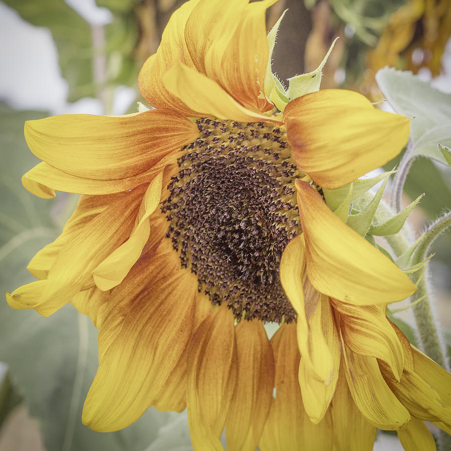 Sunflower Love Photograph by Mary Underwood