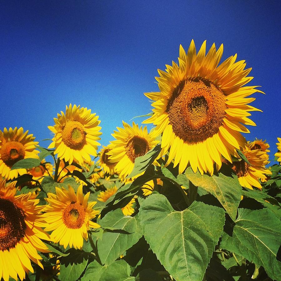 Sunflower Love Photograph by Melissa Partridge - Fine Art America