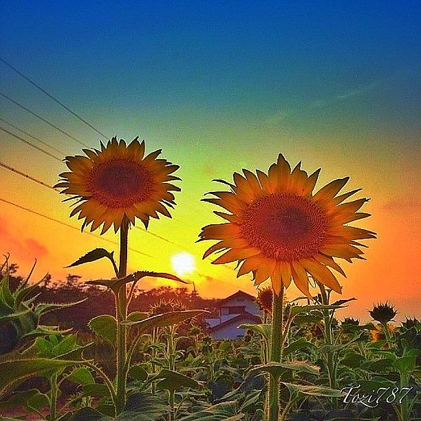 Sunflower.  Love The Nature Photograph by Luis Toma