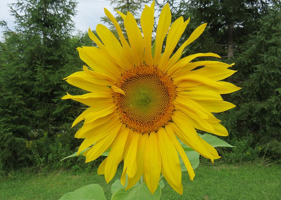 Sunflower Photograph by Lucinda VanVleck