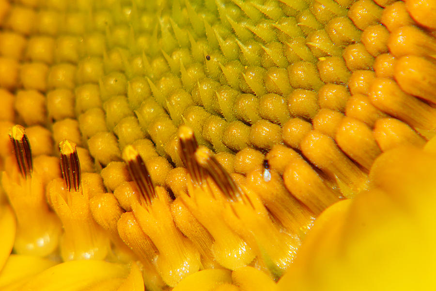 Sunflower Macro 2 Photograph by Scott Hovind