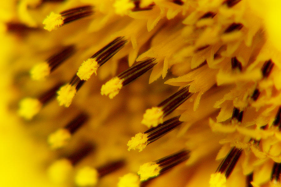 Sunflower Macro 3 Photograph by Scott Hovind
