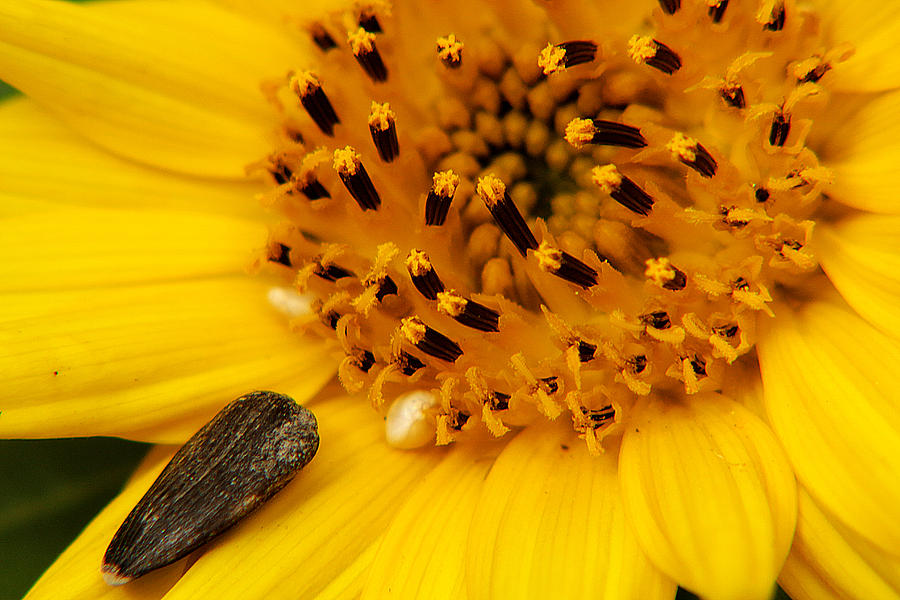 Sunflower Macro 4 Photograph by Scott Hovind