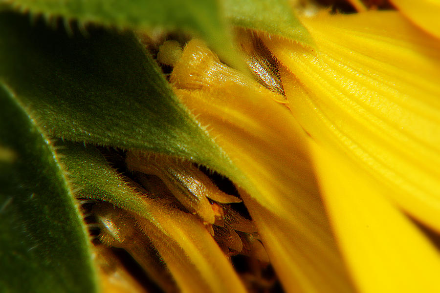 Sunflower Macro 5 Photograph by Scott Hovind
