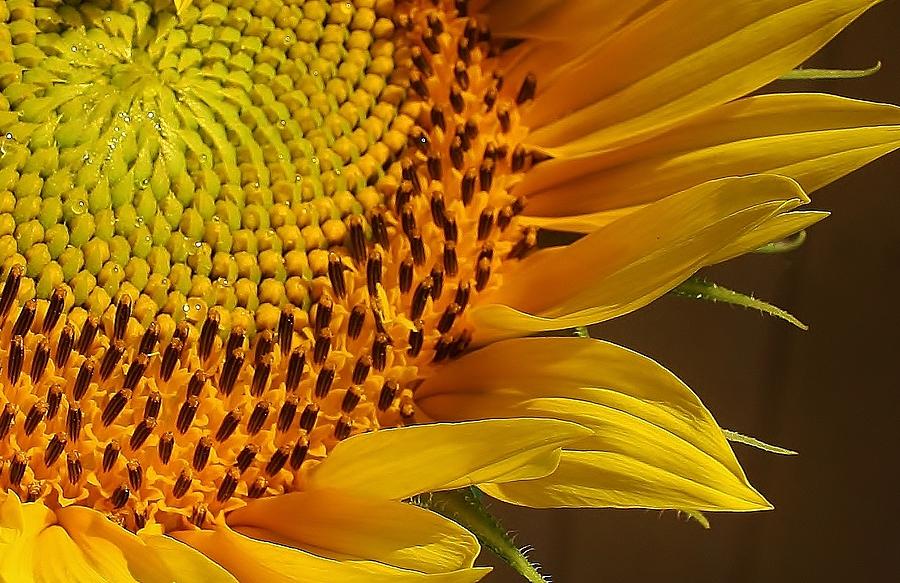 Sunflower Photograph - Sunflower Macro by Bruce Bley