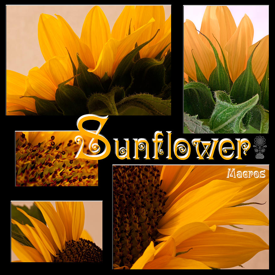 Yellow Flowers Photograph - Sunflower Macro Picture Collage  by Sandra Foster