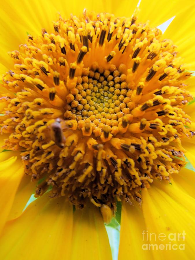 Sunflower Macro Photograph by Elizabeth Dow