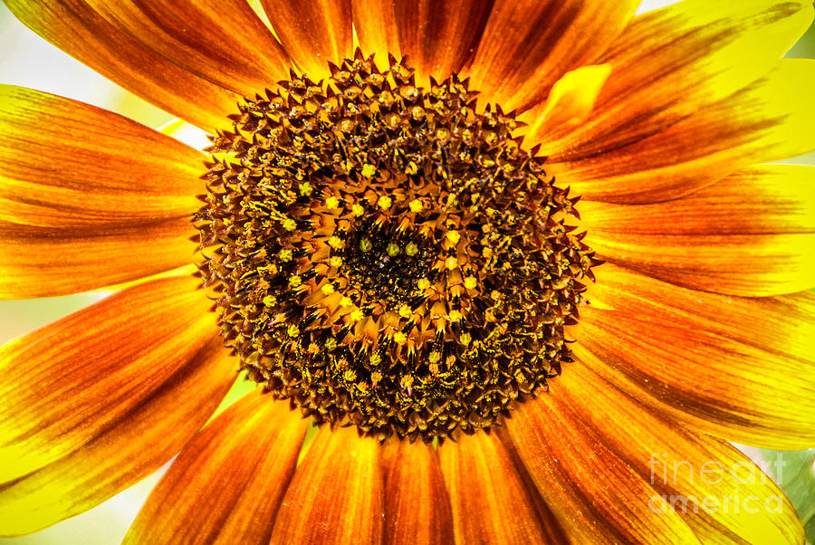 Sunflower Macro Photograph by Grace Grogan