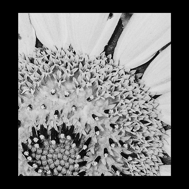 Sunflower Photograph - #sunflower #macro #macrolicious by Vanessa Leblanc