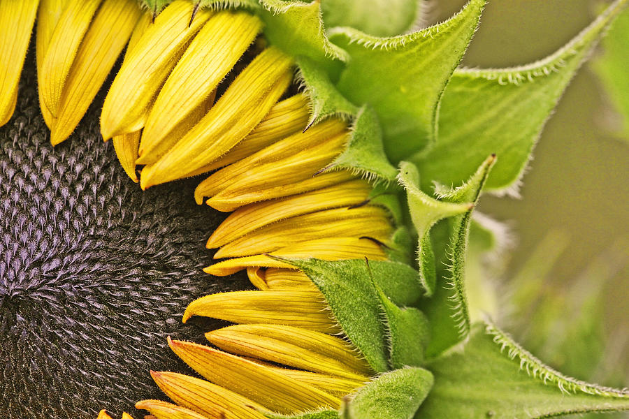 Sunflower Macro Photograph by Peggy Collins