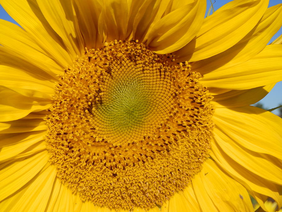 Sunflower Macro Photograph by Pema Hou