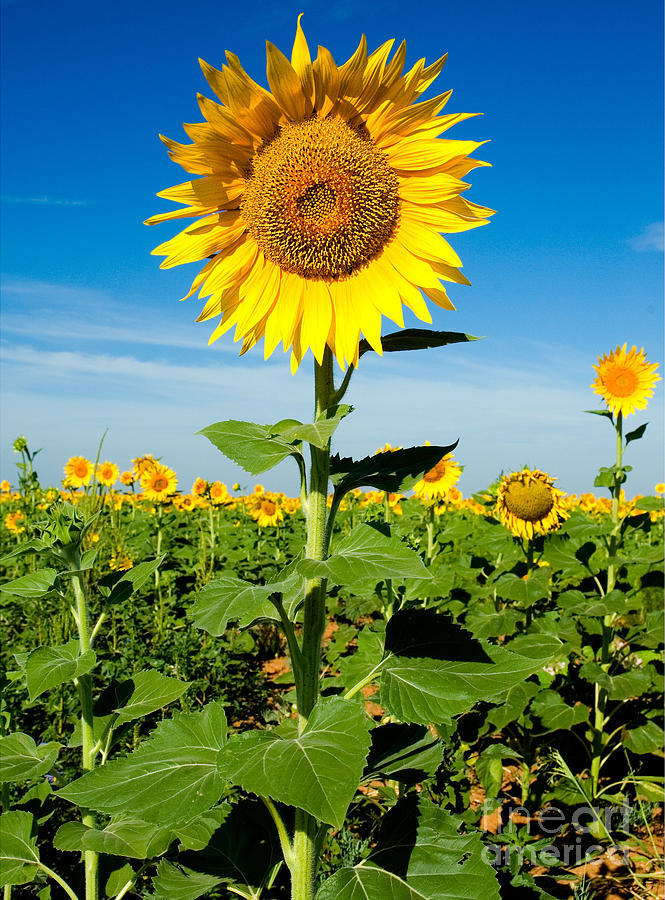 Sunflower Photograph by Mae Wertz Sunflower Photograph by Mae Wertz