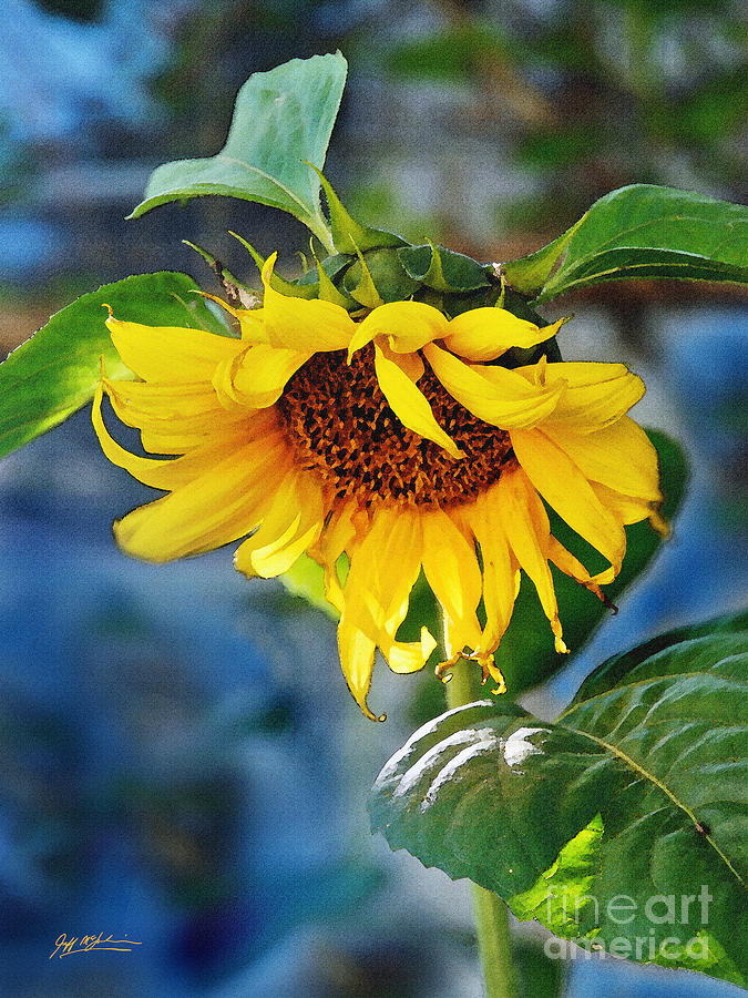 Rose  - Sunflower Magic I by Jeff McJunkin
