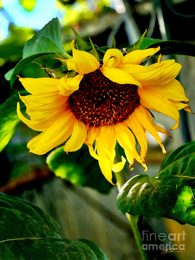 Rose Digital Art - Sunflower Magic by Jeff McJunkin