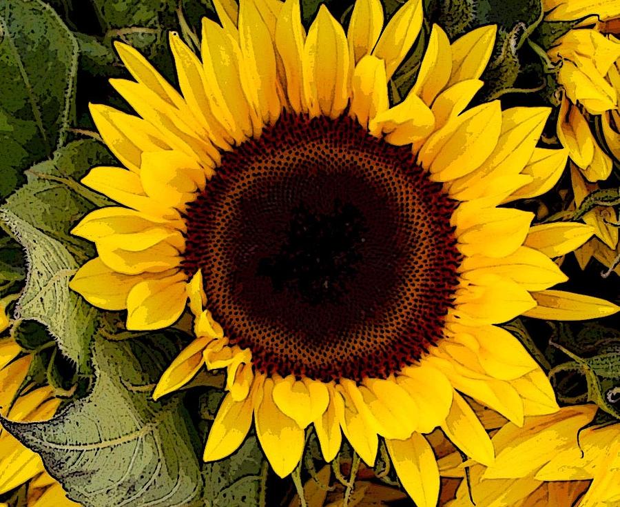 Sunflower Magic Photograph by Susan Knodle