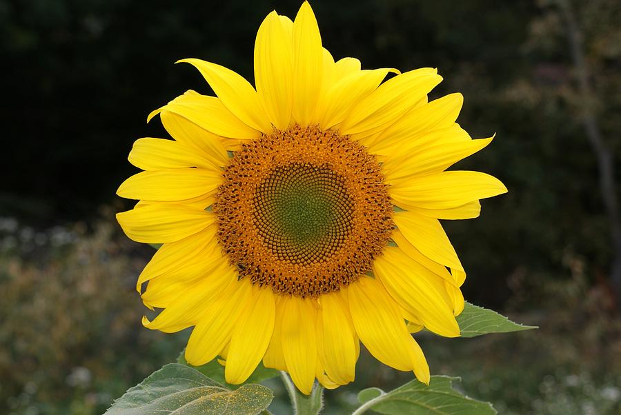 Sunflower - Mammoth Full Bloom Photograph by Holly Eads - Fine Art America