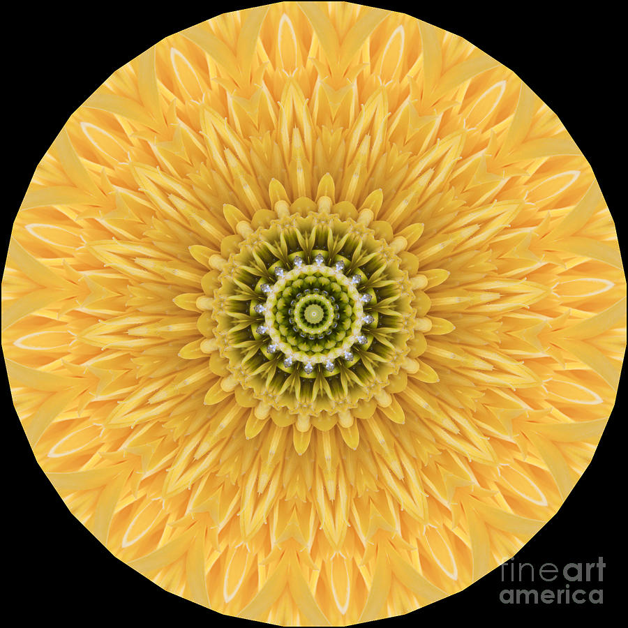 Sunflower Mandala Photograph By Patty Colabuono Fine Art America