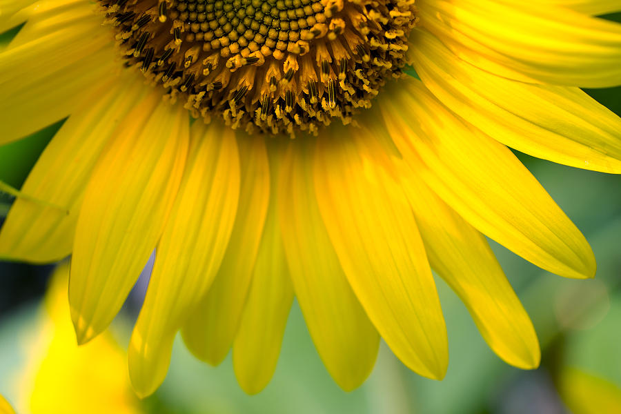 Sunflower Photograph by Marina Kojukhova