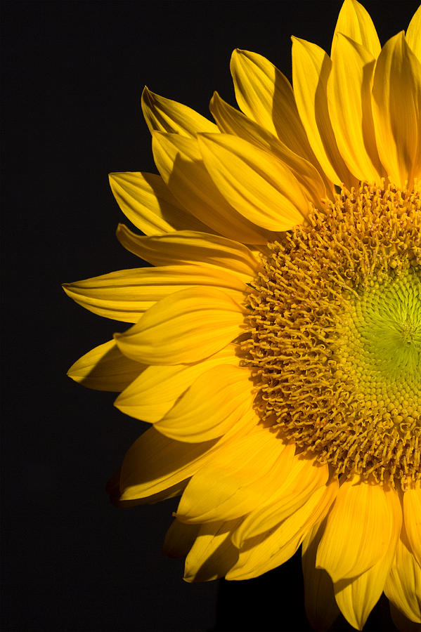 Flower Photograph - Sunflower by Mark Ashkenazi