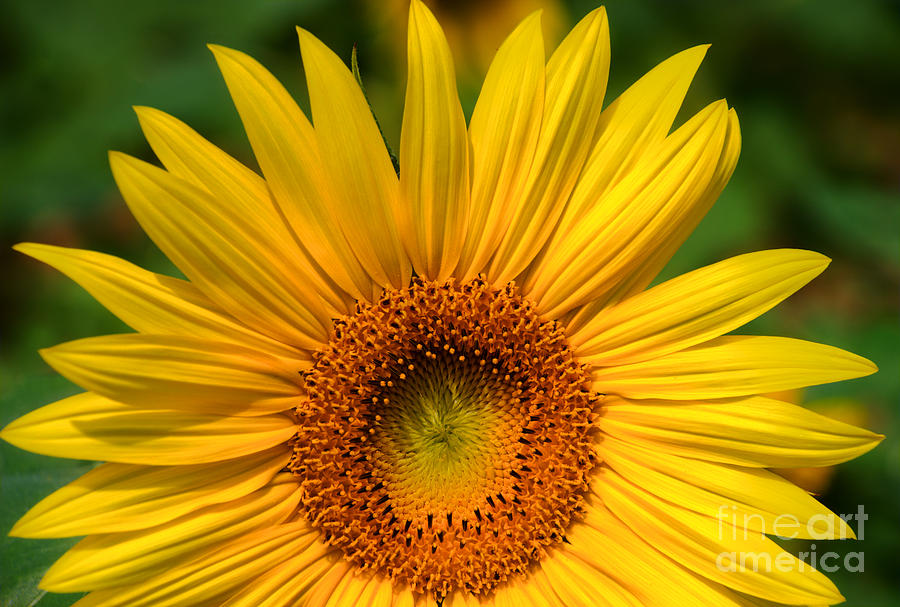 Sunflower Photograph by Mark Dodd