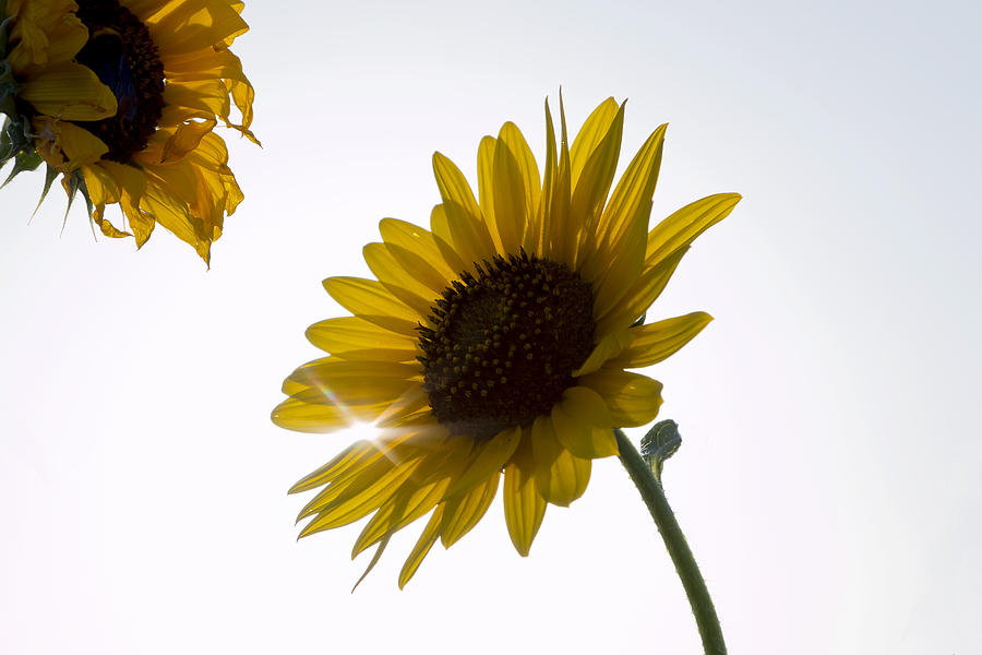 Sunflower Photograph by Mark McKinney