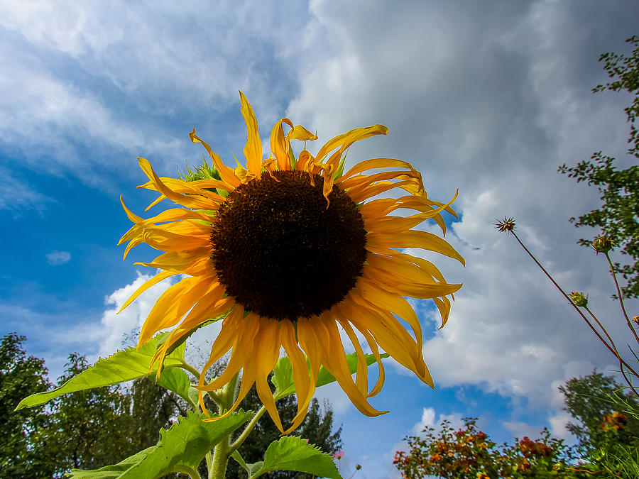 Sunflower Photograph - Sunflower by Mark Perelmuter