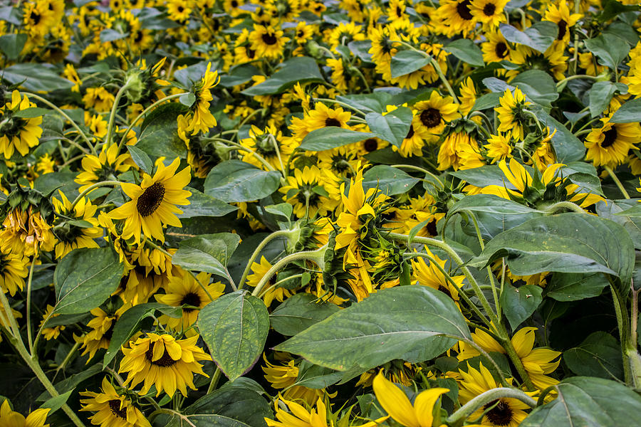 Sunflower Photograph - Sunflower by Martin Newman