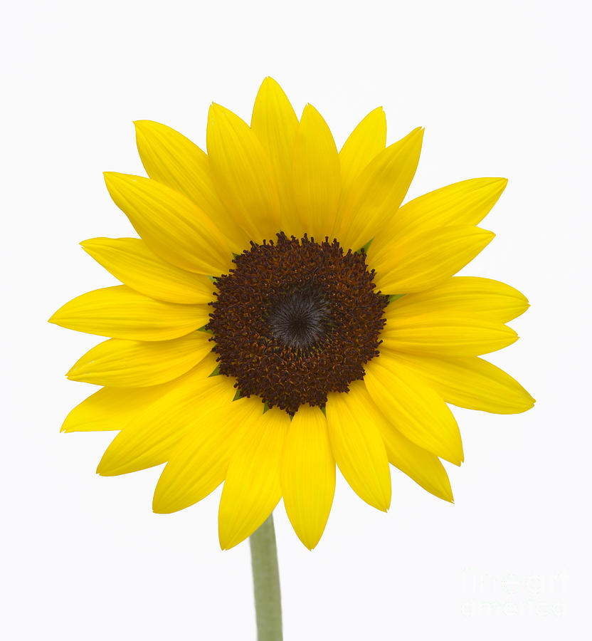 Sunflower Photograph by Martin Shields