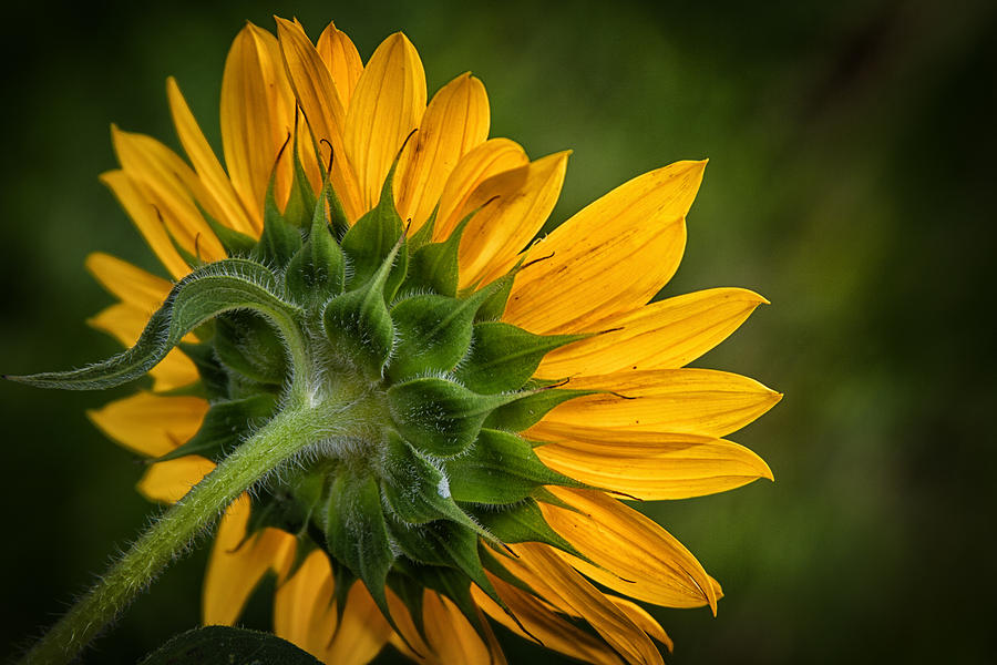 Sunflower Photograph by Marzena Grabczynska Lorenc