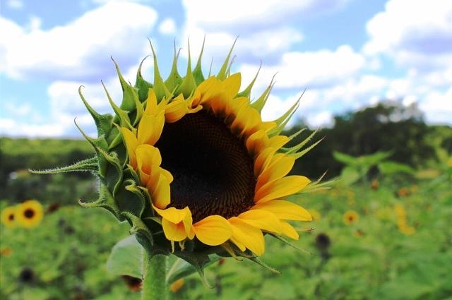 Summer Photograph - Sunflower Maze by Saba Chaudhary