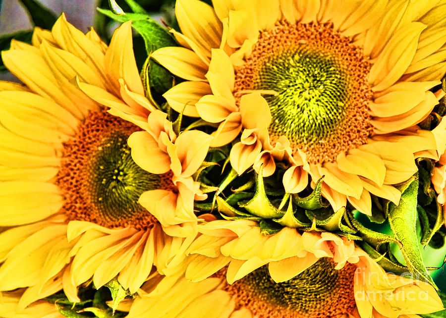 Sunflower Me Up by Diana Sainz Photograph by Diana Raquel Sainz