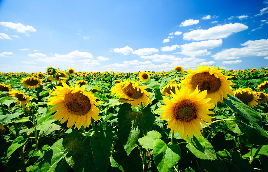 Sunflower Meeting Photograph by Teodor Ionut Mitrache - Fine Art America