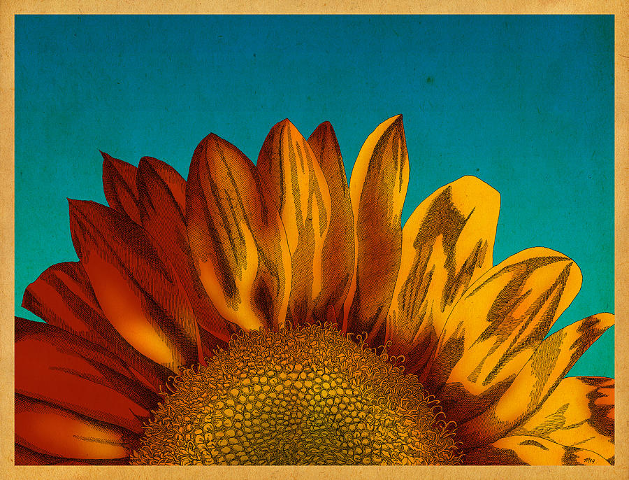 Sunflower Drawing by Meg Shearer