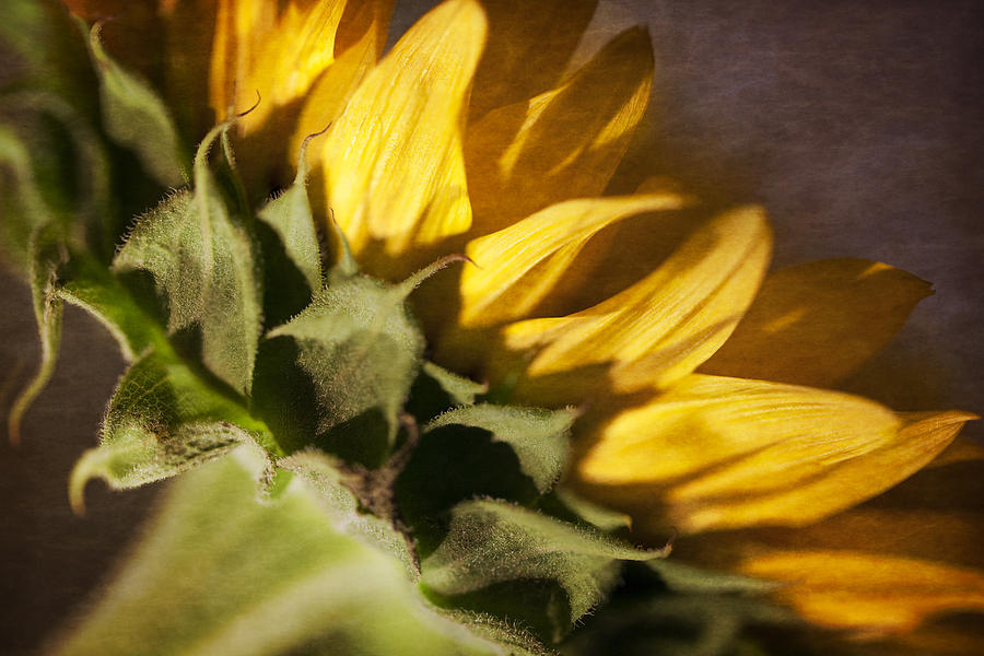 Sunflower by Michael Yeager Sunflower by Michael Yeager