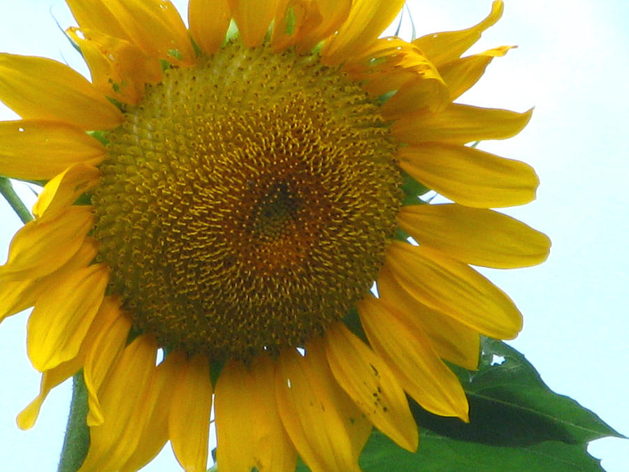 Sunflower Photograph by Michele Wilson