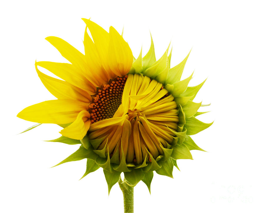 Sunflower Photograph - Sunflower mid bloom by Susan Montgomery