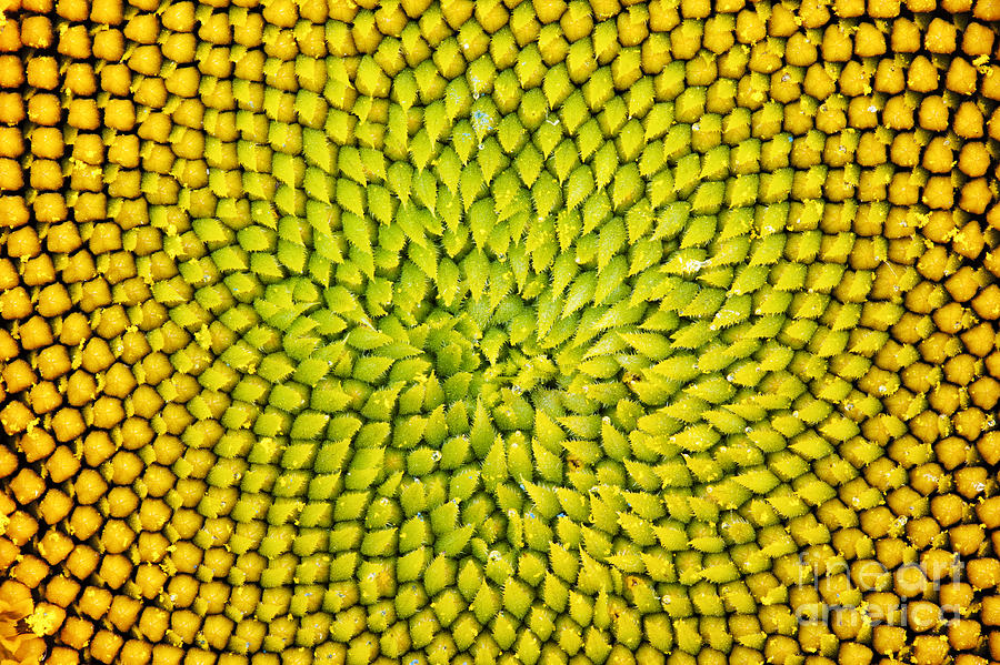 Sunflower Photograph - Sunflower middle  by Tim Gainey