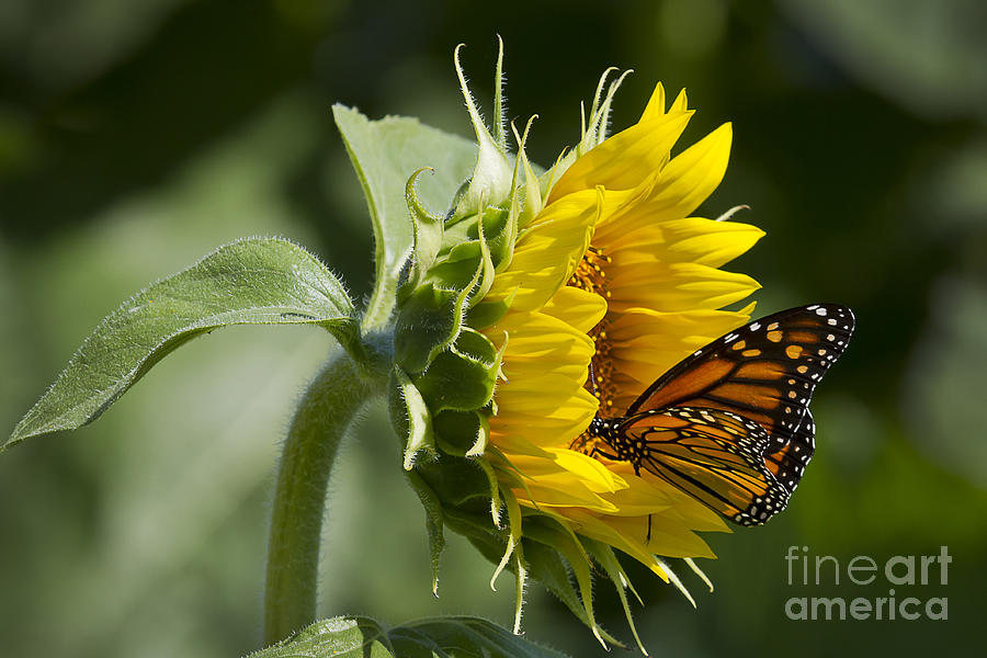 Sunflower Monarch Photograph by Dennis Hedberg