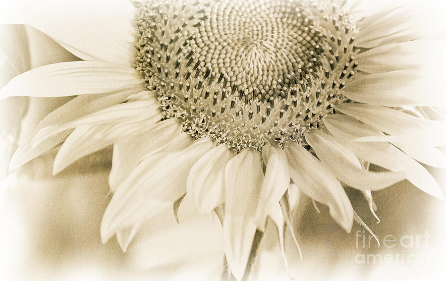 Sunflower Monochrome Photograph by Kathleen K Parker