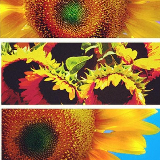 Summer Photograph - Sunflower Montage by Artondra Hall