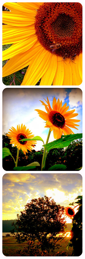 Sunflower Mosaic 1 Photograph