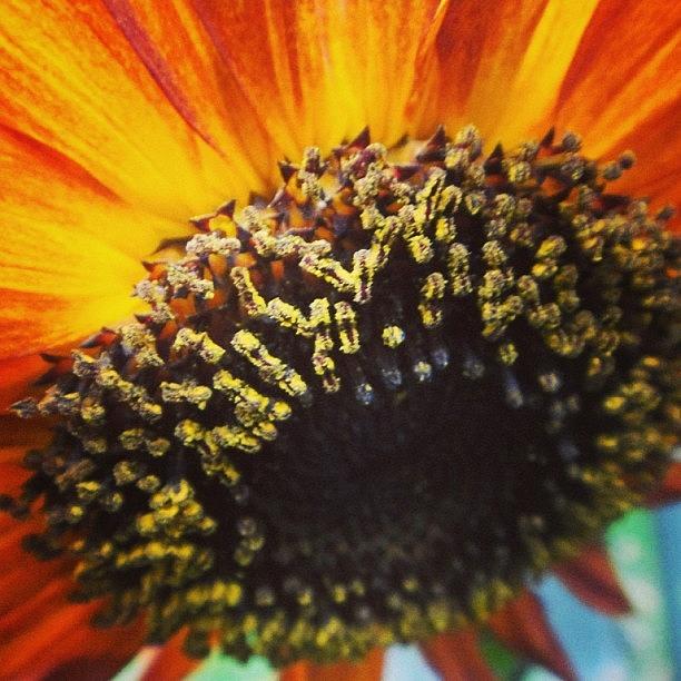 Nature Photograph - #sunflower  #moulinrouge #petal #petals by Vanessa Leblanc