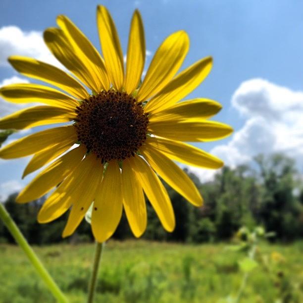 Sunflower #naturewalk Photograph by Frederick Goodall
