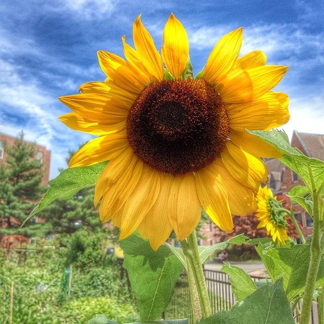 Sunflower Near My Garden Photograph by Jeanine Farley