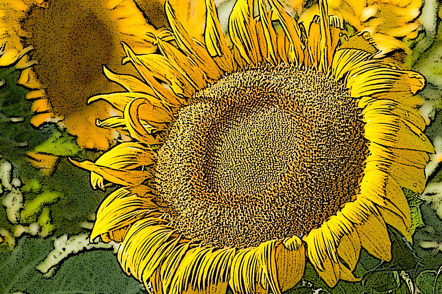 Sunflower near Pierre South Dakota Photograph by Rob Huntley