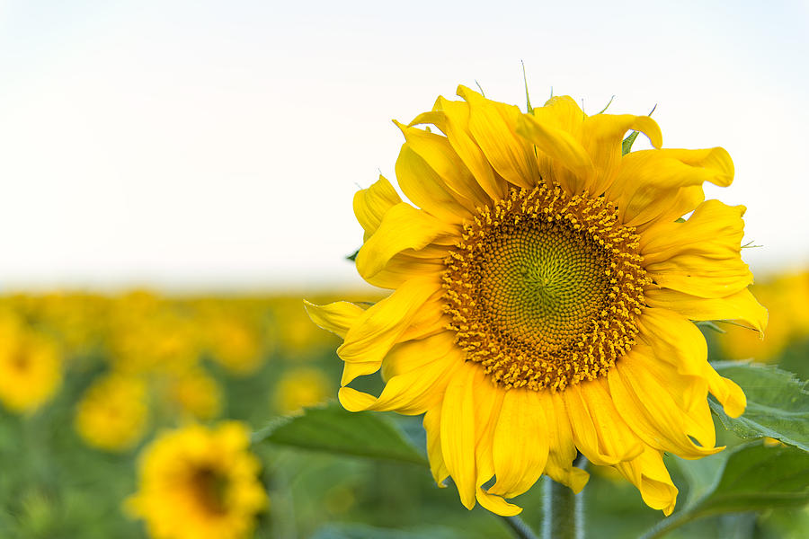 Sunflower Photograph by Nebojsa Novakovic