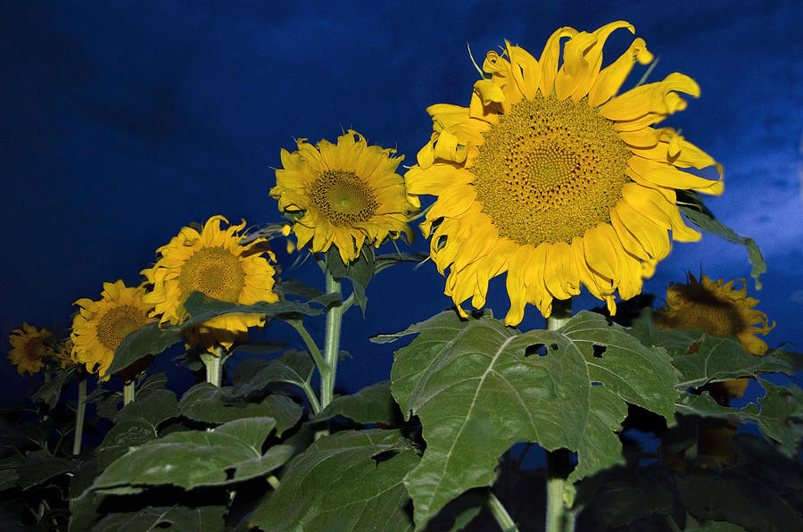 Sunflower Nights Photograph by Dave Dilli